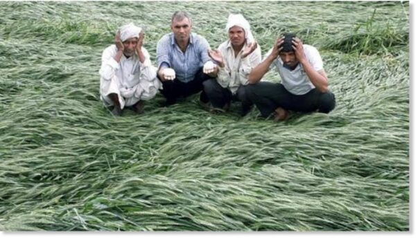 Krishi Sarathi  - 1 Litre - Image 5